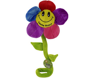 Gro&szlig;e Pl&uuml;schblume, 60 cm - Costa Brava (27 Stk.)